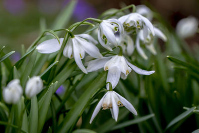 Close-up of white flowering plant