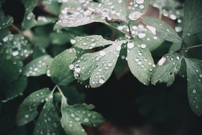 Close-up of raindrops on leaves