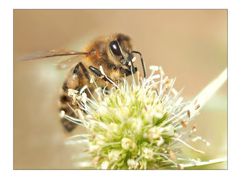 Close-up of bee on flower