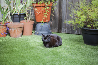 View of cat in yard