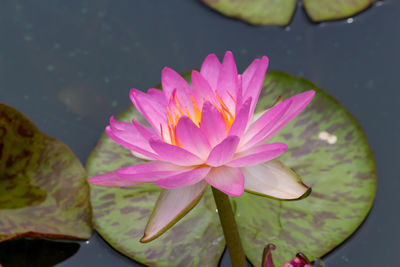 Close-up of lotus water lily in pond