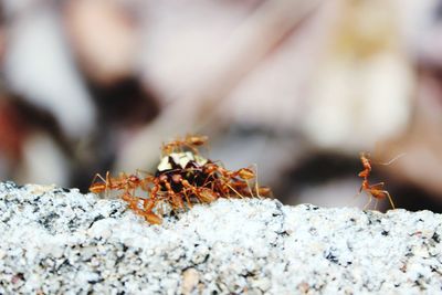 Close-up of ants