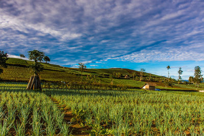 Scenic view of agricultural field against sky