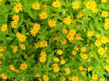 Close-up of yellow flowering plants