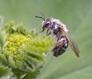 Close-up of bee pollinating on flower