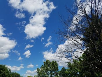 Low angle view of trees against blue sky