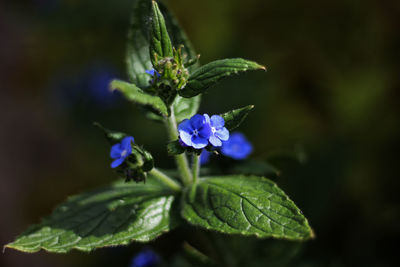 Close-up of purple flowering plant