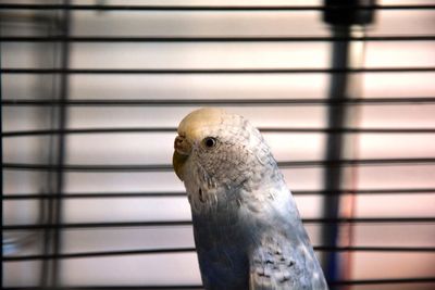 Close-up of a bird in cage