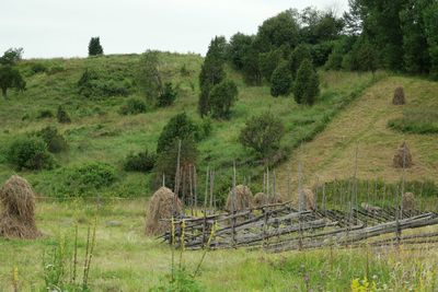 Panoramic view of trees on field against sky