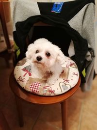 Close-up portrait of dog sitting on chair at home