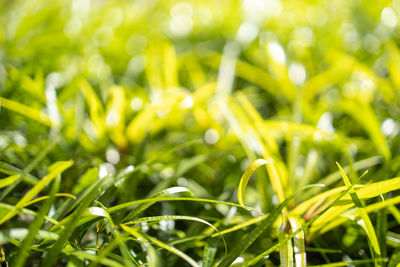 Close-up of plant growing on field