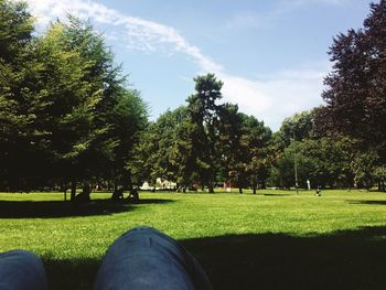 Trees in park against sky