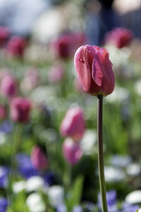 Close-up of pink flower against blurred background