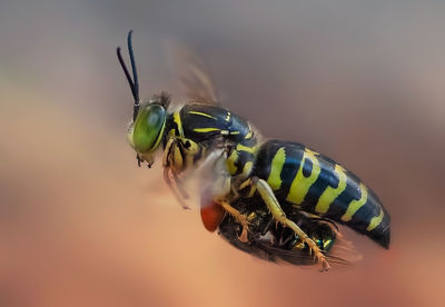 Close-up of insects