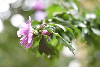 Close-up of pink flowering plant