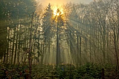 Sunlight streaming through trees in forest