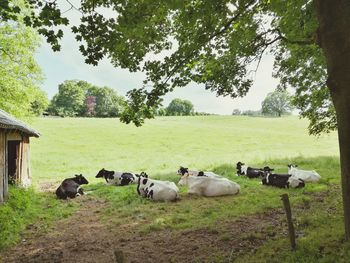 Cows on grassy field