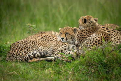 Cats relaxing in a grass