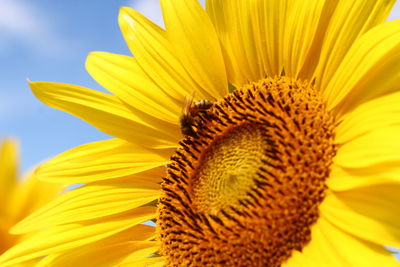 Close-up of sunflower