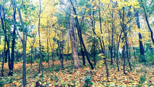 Trees in forest during autumn