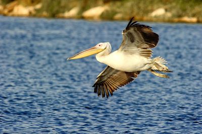 Close-up of pelican flying over lake