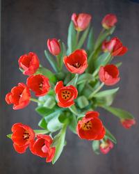 High angle view of red flowering plants