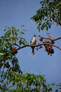 Low angle view of bird perching on tree against sky