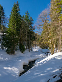 Trees on snow covered land against sky