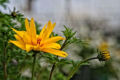 Close-up of yellow flower and bud growing on plant