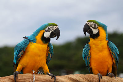 Close-up of parrot