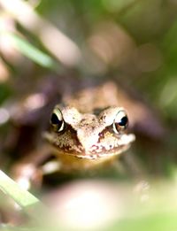 Close-up of lizard