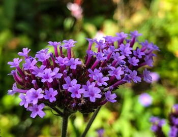 Close-up of purple flowering plant