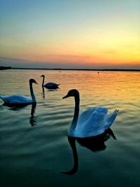 Swans swimming in sea against sky