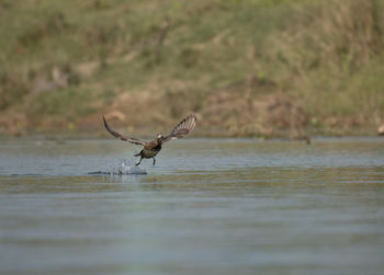 Bird flying over lake