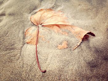 Close-up of leaves on ground