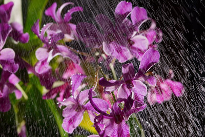 Close-up of raindrops on pink flowers blooming outdoors