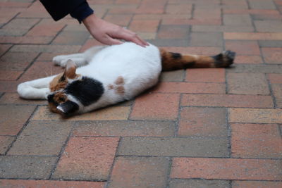 High angle view of cat lying on footpath