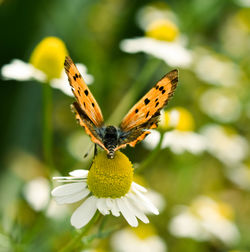 Close-up of butterfly pollinating on flower