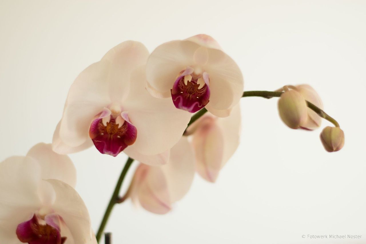 CLOSE-UP OF FLOWERS