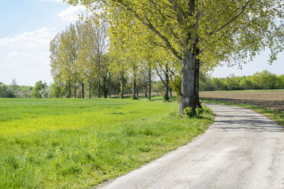 Scenic view of trees on field against sky