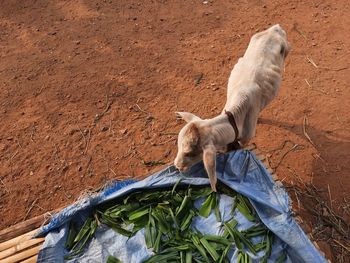 High angle view of dog on field