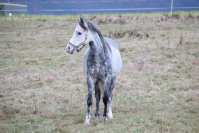 Horse standing in a field