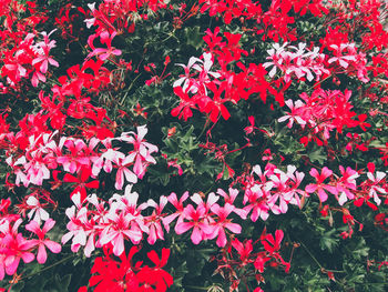 Full frame shot of red flowering plants