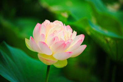 Close-up of pink flower