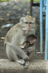 Monkey sitting outdoors