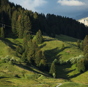Scenic view of pine trees on field against sky