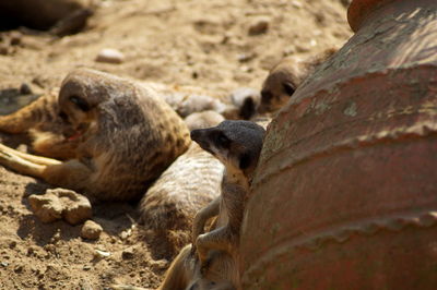 Close-up of sheep sitting on field