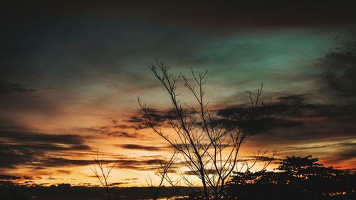 Low angle view of silhouette plants against dramatic sky