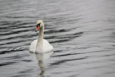 Swan swimming in lake