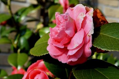 Close-up of pink flower blooming outdoors